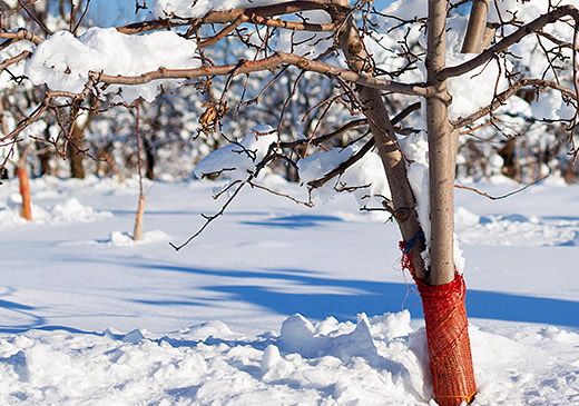 Защита деревьев зимой