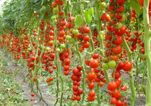 Выращиваем обильный урожай помидоров