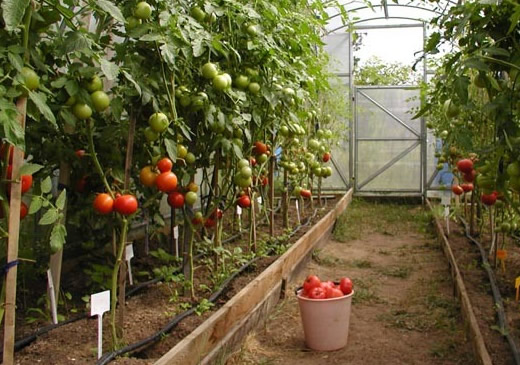 Самые популярные виды томатов