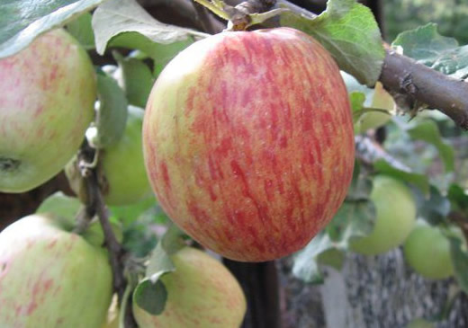 Девять сортов яблонь, идеальных для средней полосы России
