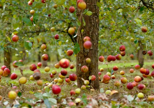 Правила обновления сада: высадка новых яблонь