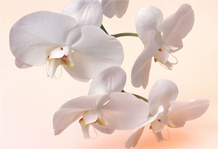 Орхидеи: уход летом и ответы на некоторые вопросы