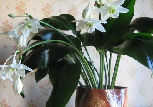 5 самых цветущих комнатных растений