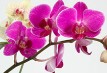 Ошибки в уходе за орхидеями