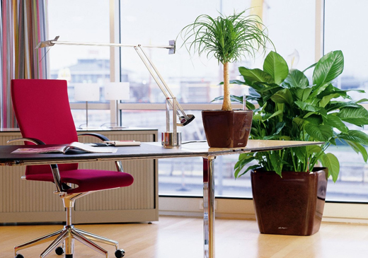 5 самых теневыносливых растений для офиса