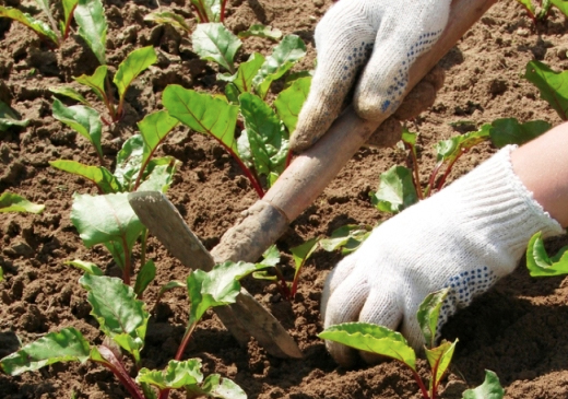 Как правильно рыхлить почву на огороде