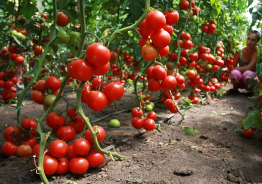 Как вырастить большие помидоры в открытом грунте