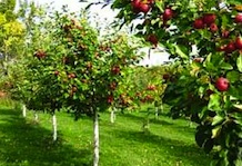 Как правильно ухаживать за плодовыми деревьями