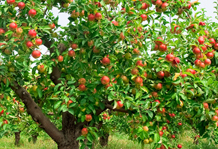 Яблоня - готовим к большим урожаям