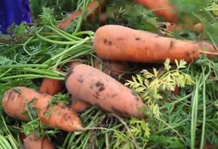 Как добиться урожая моркови