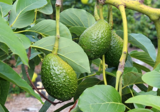 Как вырастить авокадо в России