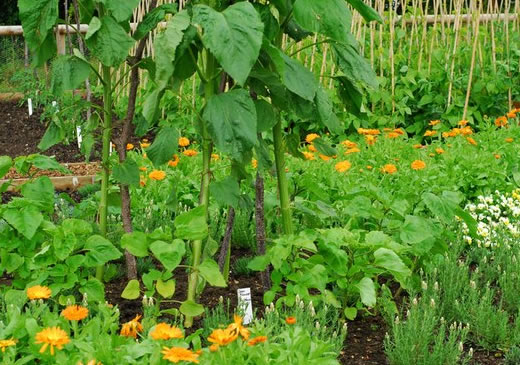 Табак – лекарство для сада и огорода