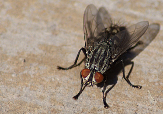 Как дачникам предлагают избавляться от мух