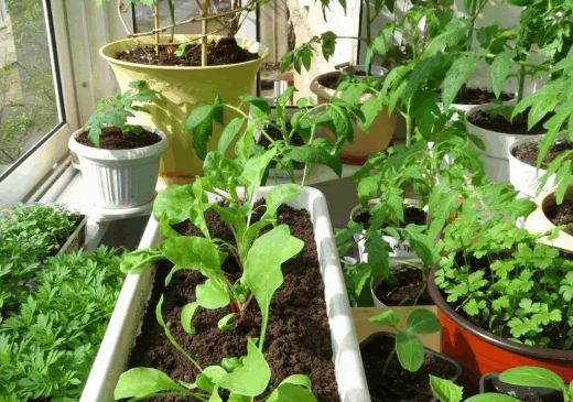 Жить вкусно: выращиваем фрукты и овощи в домашних условиях