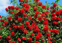 Секреты выращивания роз в саду