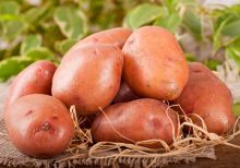 Как вырастить большую картошку в средней полосе