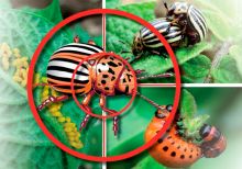 Шесть способов борьбы с колорадским жуком