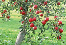 Правильная обрезка плодовых деревьев осенью - яблони