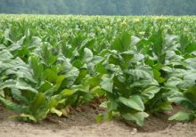 Выращивание табака на своем огороде
