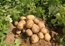 Как повысить урожайность картофеля