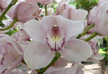 Цимбидиум неприхотливая орхидея