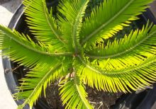 У пальмы сохнут листья – что делать?