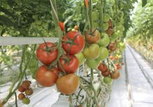 Производитель томатов "Эко-культура" планирует в 2019 году увеличить производство до 200 тыс. тонн